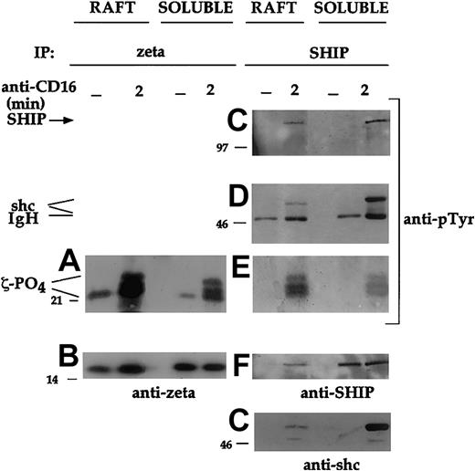 Fig. 6. CD16 phosphorylated ζ chain associates with SHIP-1 in the raft compartment after receptor engagement. / Cultured NK cells (3 × 108) were either unstimulated (−) or stimulated with CD16 for 2 minutes. Raft and detergent-soluble fractions were prepared as in Figure 3. The ζ chain (A-B) or SHIP-1 (C-G) immunoprecipitates were prepared from equal amounts of proteins from solubilized raft and detergent-soluble fractions, and analyzed by immunoblot with anti-ζ or anti-pTyr mAb. After stripping of the bound antibodies, the membrane corresponding to panels C and D was reprobed with anti-SHIP or anti-shc antibody, respectively. An experiment representative of 3 performed is shown.