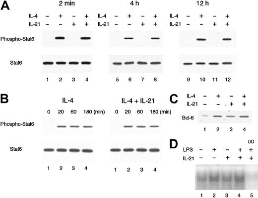 Fig. 6. IL-21 does not inhibit IL-4–induced Stat6 phosphorylation or LPS-induced nuclear accumulation of NF-κB. / (A) Purified splenic B cells from BALB/c mice were incubated with IL-21 (10 ng/mL) for 2 minutes, 4 hours, or 12 hours before IL-4 stimulation and then stimulated with IL-4 (20 ng/mL) for 20 minutes. Whole cell lysates were prepared from the cells and subjected to Western blotting with antiphospho Stat6 antibody (top panels) or anti-Stat6 antibody (bottom panels). Shown are representative blottings from 4 independent experiments. (B) Purified splenic B cells were stimulated with IL-4 (20 ng/mL) in the presence or absence of IL-21 (10 ng/mL). At indicated times after IL-4 stimulation, whole cell lysates were prepared and subjected to Western blotting with antiphospho Stat6 antibody (top panels) or anti-Stat6 antibody (bottom panels). Shown are representative blottings from 3 independent experiments. (C) Purified splenic B cells were stimulated with IL-21 (10 ng/mL) or IL-4 (20 ng/mL) or both for 16 hours. Whole cell lysates were subjected to Western blotting with anti–Bcl-6 antibody. (D) Purified splenic B cells were stimulated with LPS (10 μg/mL) in the presence or absence of IL-21 (10 ng/mL) for 30 minutes. Nuclear lysates were prepared from these cells and the binding to a NF-κB consensus oligonucleotide was determined by electrophoretic mobility shift assays. In lane 5, a 50-fold molar excess of unlabeled competitor oligonucleotide (UO) relative to the labeled probe was added to the lysates.