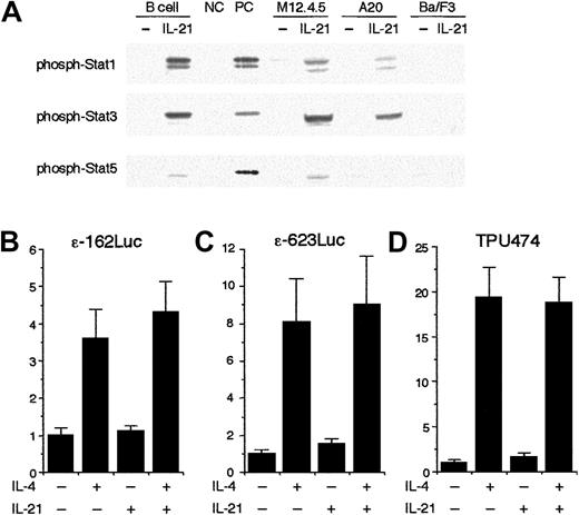 Fig. 7. IL-21 does not inhibit Stat6-mediated transcription from germ line Cε promoter construct. / (A) IL-21 induces phosphorylation of Stat1, Stat3, and Stat5 in B cells. Purified splenic B cells, M12.4.5 cells, and A20 cells were stimulated with IL-21 (10 ng/mL) for 20 minutes. Ba/F3 cells were starved from IL-3 for 2 hours and then stimulated with IL-21 (10 ng/mL) for 20 minutes. Whole cell lysates were prepared and subjected to Western blotting with antiphospho Stat1 antibody, antiphospho Stat3 antibody, or antiphospho Stat5 antibody. Positive controls (PC) were lysates of IFN-γ–stimulated splenocytes, IL-6–stimulated splenocytes, and IL-7–stimulated thymocytes for antiphospho Stat1 blotting, antiphospho Stat3 blotting, and antiphospho Stat5 blotting, respectively. Negative controls (NC) were unstimulated splenocytes and unstimulated thymocytes for Stat1 and Stat3 and for Stat5, respectively. Shown are representative blottings from 3 independent experiments. (B-D) IL-21 does not inhibit the transcription from Stat6-dependent reporter plasmids. M12.4.5 cells were transfected with either ε-162Luc (B), ε-623Luc (C), or TPU474 (D) in the presence of murine Stat6 expression plasmid (pcDNA3 Stat6) and pRL-TK. Twelve hours after transfection, cells were stimulated with IL-4 (20 ng/mL) or IL-21 (10 ng/mL) or both for another 12 hours and the luciferase activity was measured by the dual luciferase reporter system. Data are means ± SD from 4 experiments.