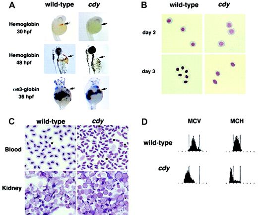 Fig. 1. Characterization of the cdy mutant phenotype. / (A) Wild-type and cdy mutant embryos stained for hemoglobin at 30 hpf and 48 hpf. Brown/orange staining witho-dianisidine indicates the presence of hemoglobin in circulating red blood cells (arrows). Note the complete lack of staining in the cdy embryos. In addition, wild-type andcdy embryos were analyzed by in situ hybridization at 36 hpf for expression of αe3-globin mRNA. Note that wild-type and mutant embryos express similar levels of αe3-globin in circulating blood cells (arrows). Similar results were seen for other embryonic globin genes (data not shown). (B) Blood was collected from wild-type and cdy mutant embryos on day 2 and day 3 of development. Cells were cytospun and stained with Wright-Giemsa. All cells in this figure are embryonic erythroid cells. Note the delay in differentiation (larger nuclei) seen in day 2 and day 3 cdy cells. (C) Peripheral blood and kidney samples from wild-type and mutant adults were stained with Wright-Giemsa. Note the less condensed nuclei ofcdy peripheral blood cells. Also, note the increased number of erythroid precursors in both the peripheral blood (*) and kidney (cells with large nuclei and deep blue rim of cytoplasm) ofcdy mutants. (D) Analysis of adult blood. Blood from a wild-type adult and a cdy mutant adult was measured for MCV and MCH. The red blood cells of the cdy mutant express lower levels of hemoglobin (MCH) and are smaller (MCV) than cells from the wild-type sibling. Tall bars correspond to the range of MCV and MCH values in wild-type animals.
