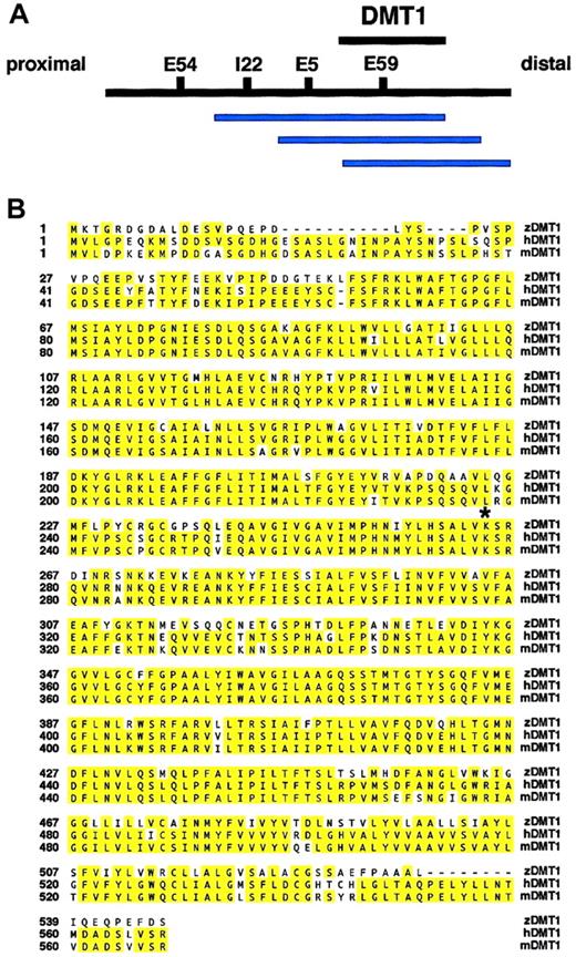 Fig. 2. Mapping of the cdy locus and protein sequence alignment. / (A) Overlapping contig of YAC clones (blue bars) containing thecdy-linked AFLP markers I22, E5, and E59. The YAC clones 130B7, 198D7, and 159D2 all contain both the E59 AFLP marker and the candidate gene dmt1. The interval containing thedmt1 gene is depicted with a black bar. Proximal and distal refer to position with respect to the centromere of LG11. Note that physical distances are not drawn to scale. (B) Sequence alignment of zebrafish, human, and mouse DMT1 proteins (GenBank accession numbers: zebrafish, AF529267; human, AAC21459; and mouse, AAC24496). The zebrafish, human, and mouse predicted open reading frames are 547, 568, and 568, respectively. Note that because no iron response element (IRE) was found in the 3′ untranslated region (UTR) of our zebrafishdmt1 cDNA, the human and mouse C-terminal alternate splice forms (no IRE in 3′UTR) were used for this sequence alignment. Yellow shading indicates identical amino acids. The lysine (K) at position 264 (*) is mutated to a stop codon in the cdyte216allele. Identification of a nonsense mutation suggests that thecdy mutant gene is zebrafishdmt1.