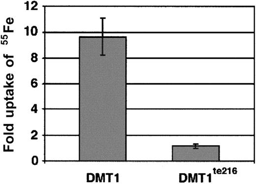 Fig. 4. Analysis of iron transport function. / The iron transport function of wild-type DMT1 and truncated DMT1te216 was tested by transfection of 293T cells with either vector alone (control) or plasmids expressing either wild-type (DMT1) or mutant (DMT1te216) protein. Cells were incubated in 1 μM 55Fe-NTA for 20 minutes then washed and counted in a scintillation counter. The data are expressed as fold induction of 55Fe uptake compared to cells transfected with the expression vector alone. Wild-type DMT1-expressing cells take up 9.6-fold more iron than vector-alone transfected cells (SD ± 1.4). In contrast, cells expressing DMT1te216 only take up an average of 1.15-fold more iron (SD ± 0.16).