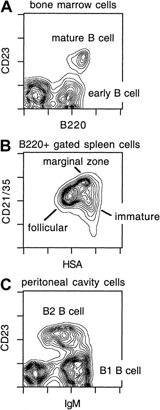 Fig. 1. B-cell subsets in normal mice. / BM, spleen, and PC lavage cells from C57BL/6 mice were harvested and stained with anti-B220 and anti-CD23 mAbs (BM); anti-B220, anti-CD21/35, and anti-HSA mAbs (spleen); or anti-IgM and anti-CD23 mAbs (PC) and analyzed by flow cytometry. The spleen CD21/35 vs HSA contour plot (panel B) is derived from B220+gated cells.