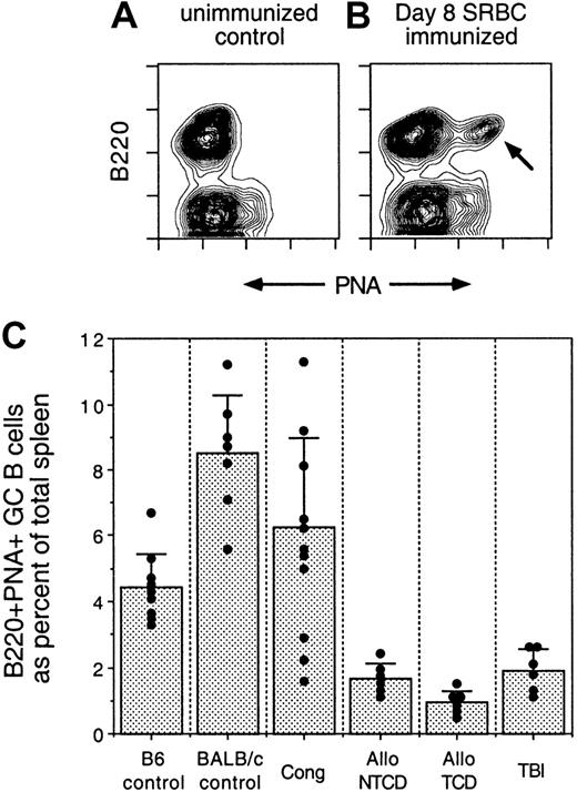 Fig. 3. Comparison of GC formation in IUT, TBI, and control mice. / (A) Splenocytes from an unimmunized C57BL/6 mouse were stained with anti-B220 mAb and PNA, followed by flow cytometric analysis. (B) Splenocytes from a C57BL/6 mouse immunized intraperitoneally with SRBC 8 days previously were stained with anti-B220 mAb and PNA, followed by flow cytometric analysis. Arrow designates the GC B-cell population. (C) IUT, TBI, and control mice were immunized intraperitoneally with SRBC. Spleens were harvested 8 days after immunization and stained with anti-B220 mAb and PNA, followed by flow cytometric analysis. Percentages of GC (B220+PNAhigh) B cells, as a proportion of total splenic mononuclear cells, were determined by software gating. Each dot represents an individual mouse. Bar graphs represent average GC B-cell frequencies ± SD. Compared with the responses of C57Bl/6 mice (donor strain), Allo NTCD IUT, Allo TCD IUT, and TBI GC responses were significantly reduced (P < .001). IUT mice were immunized starting at 12 weeks of age. Some of the allo IUT mice were challenged at intermediate (20-30 weeks of age) and late (58 weeks of age) time points. TBI mice were challenged starting at 12 weeks after transplantation.