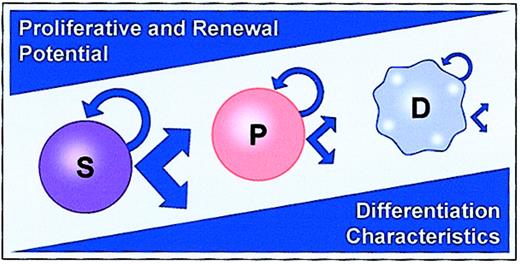 Fig. 1. Classic hierarchical model of hematopoiesis. / S represents stem cell; P, progenitor; and D, differentiated cell.