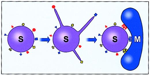 Fig. 2. Stem cell–specific functions. / This figure illustrates proteopodia membrane extensions and adherence to a mesenchymal stromal cell (M). Surface-based symbols illustrate cell surface–based receptors.