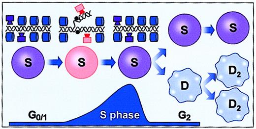 Fig. 3. Fluctuating stem cell phenotype and genotype with cell cycle transit. / Chromatin modulation and resulting changes in access of transcription factors to different control regions. Shown is an asymmetric division in which a stem cell (S) produces a phenotypically similar stem cell and a cell (D) destined for terminal differentiation. Cylinders represent DNA chromatin coverage; boxes, active transcription factors.