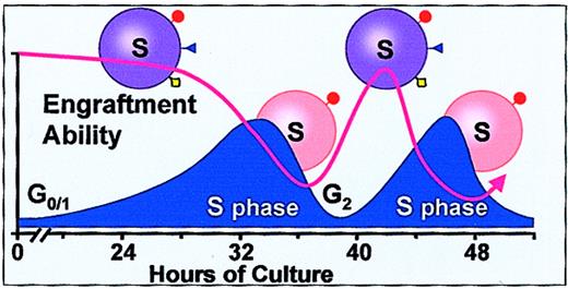 Fig. 4. Fluctuating engraftment phenotype with cytokine-induced cell cycle transit. / Based on studies of murine marrow stem cells stimulated with IL-3, IL-6, IL-11, and steel factor.3132 Engraftment is lost in late S early G2 and recovers in the next G1. ▾, ●, and ⋄ represent adhesion molecules.