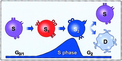 Fig. 5. Cell cycle–related fluctuations in gene expression. / The primitive marrow stem cells express a large variety of genes, and that expression changes with cell cycle transit. S represents engraftable stem cell; D, differentiated cell.