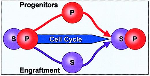 Fig. 6. Stem cell/progenitor cell inversion. / As marrow stem cells progress through the cell cycle, there is an inverse correlation between progenitor and stem cells. When progenitors increase, engraftable stem cells decrease, and this is reversible.