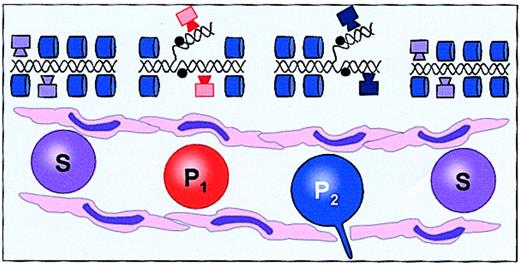 Fig. 7. The chiaroscuro stem cell model. / As early marrow stem cells move through cell cycle transit, chromatin coverage changes, resulting in activation of different transcription regions and thus different gene expression. This change underlies the reversibly shifting phenotype of stem cells. Here stem cells are shown altering their phenotype from hematopoietic engraftable stem cell (S) to hematopoietic progenitor 1 (P1) to hematopoietic progenitor 2 (P2) with different phenotypes (eg, proteopodia) and back to hematopoietic engraftable stem cell. Cylinders represent DNA chromatin coverage; boxes, active transcription factors.