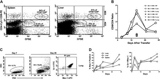 Fig. 2. Kinetics of donor-derived resident CD4 and CD8 T cells from lymphoid and nonlymphoid target organs of perfused GVHD mice. / (A) Analysis of spleens and livers 4 days after allogeneic transfer of CFSE-labeled B6 female donor splenocytes plus unlabeled BM into BALB.B male recipients. (B) CD8/CD4 ratios of lymphocytes from spleens, livers, and lungs of hosts after allogeneic (B6 → BALB.B) and syngeneic (BALB.B → BALB.B) transfer. (C) Resident lung leukocytes from B6 → BALB.B mice on day 7 and day 28 after transplantation were analyzed by forward scatter (FSC) and side scatter (SSC) after staining with anti–Mac-1 and –Gr-1 antibodies. Most of the large granular cells on day 28 were Mac-1+ and Gr-1+. (D) Percentages of Mac-1+/Gr-1+ lung, liver and splenic leukocytes were determined at time points after allogeneic transfer. In panels A to D, data are from pooled samples from 3 mice and are representative of 3 independent experiments.