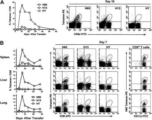 Fig. 3. H60 dominates the CD8 T-cell response regardless of timing and tissue site. / (A) Serially obtained PBLs from male BALB.B recipients of allogeneic female B6 cells were stained with anti-CD8 mAb and tetramers for H60, H13, and HY minor H Ags and analyzed by flow cytometry. Data are from pooled samples from 10 mice and are representative of multiple experiments. (B) Lymphocytes from the spleens, livers, and lungs from groups of 3 perfused male BALB.B recipients of female B6 cells were prepared at each time point after transfer, stained with the indicated reagents, and analyzed by flow cytometric analysis. Data are representative of 2 independent experiments.