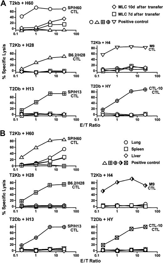 Fig. 4. Cell-mediated lympholysis (CML) analysis of cells from GVHD mice. / (A) Analysis of spleens harvested from BALB.B recipients of B6 allogeneic cells on days 7 and 10 after transfer. Splenocytes were cultured in mixed leukocyte culture (MLC) with irradiated splenocytes from male BALB.B stimulator cells. The effector cells were tested for their ability to lyse H60, H28, H4, H13, and HY minor H Ag-peptide loaded, 51Cr-labeled T2-Kb or T2-Db target cells. Minor H Ag–specific CTL lines, SP/H60, B6.2/H28, SP/H13, M9, and CTL-10 CTL lines were included as positive controls. (B) Analysis of spleens, livers, and lungs harvested from perfused allogeneic BALB.B recipients on day 10 after transplantation. Data are from pooled organs from 3 mice. Minor H Ag–specific CTL lines were included as positive controls.