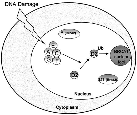 Fig. 1. Model of the Fanconi anemia pathway. / The Fanconi proteins (FANCA, FANCC, FANCE, FANCF, FANCG) are required for the monoubiquitination of FANCD2. Following DNA damage, FANCD2 is monoubiquitinated and targeted to nuclear foci containing BRCA1, where it may play a role in DNA repair by homologous recombination.33 FANCD1/BRCA2 is not required for FANCD2 monoubiquitination.