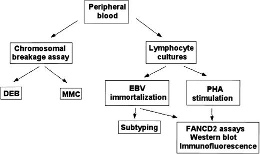 Fig. 5. Fanconi anemia diagnostic protocol. / Schematic outline for diagnosis and subtyping of peripheral blood samples.
