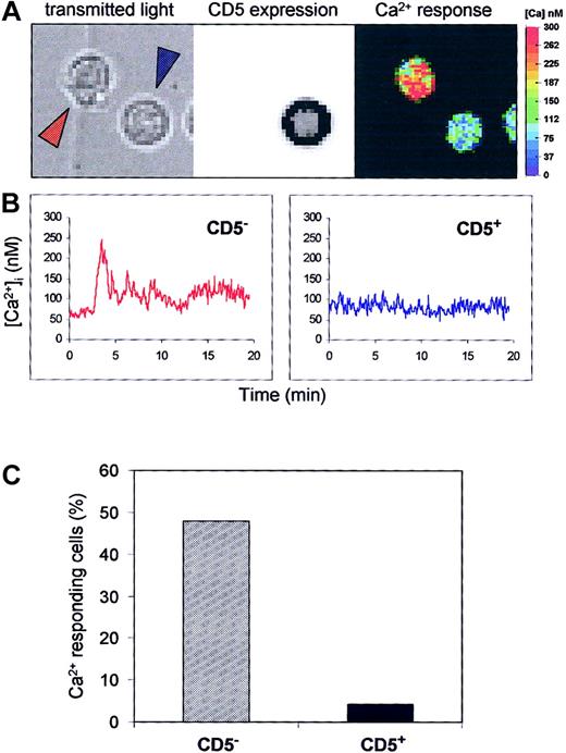 Fig. 3. Peripheral blood CD5+ B cells are less calcium responsive than CD5− B cells after BCR activation. / Purified blood B cells were loaded with Fura-2/AM, and the Ca2+ response of individual cells to anti-IgM (25 μg/mL) stimulation was performed before anti-CD5 staining. (A) Ca2+ levels were analyzed by single cell imaging (right), CD5 expression was revealed by immunofluorescence (middle), and the corresponding transmitted light image (left) of 2 B cells is shown. (B) Individual Ca2+ response of the 2 B cells indicated by blue and red arrows. The CD5− cell (red) shows an intracellular Ca2+ increase, but the CD5+ cell (blue) does not. (C) Occurrence of Ca2+ response in CD5−and CD5+ B cells. Data are from 254 CD− cells and 23 CD5+ cells from 3 independent experiments.