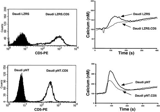 Fig. 4. Introduction of CD5 inhibits BCR-induced calcium release in human Daudi B lymphocytes. / (Left) FACS analysis of CD5 expression. (Right) Ca2+response intensity following BCR stimulation. CD5− Daudi cells were transfected with pNT-neo or LZRS vectors containing or not containing full-length human CD5 cDNA. Transfected Daudi cells were stained with CD5 mAbs or loaded with the fluorescent Ca2+indicator Fura-2/AM, and the fluorescence of the suspension was monitored with a spectrometer in 1 mM Ca2+-containing medium at 37°C and was stimulated 50 seconds later with 2 μg/mL rabbit antihuman IgM.