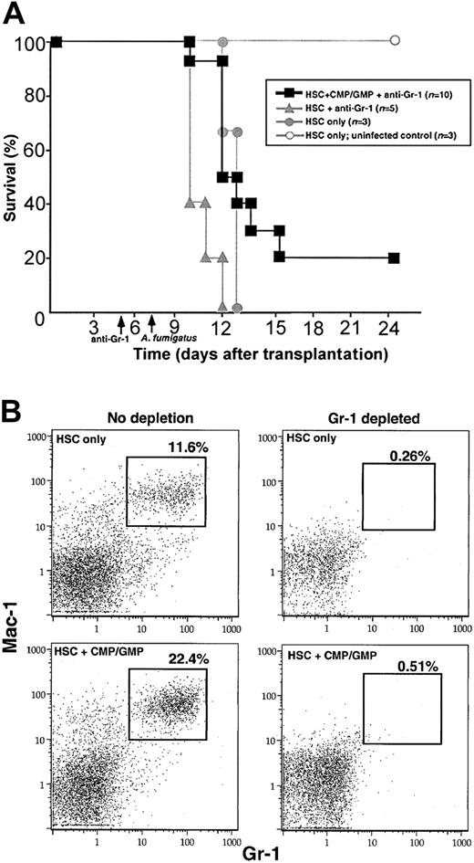 Fig. 2. Survival analysis following total neutrophil depletion. / The depletion of neutrophils abrogated the protective response againstA fumigatus demonstrated by the myeloid progenitors (CMP/GMP). (A) On D+5, anti–Gr-1 (1 mg) was given to mice that underwent transplantation with HSCs (gray filled triangles) or HSC+CMP/GMP (black filled squares). The anti–Gr-1 treatment groups were infected on D+7 along with a group of untreated mice that underwent transplantation with HSCs (gray filled circles). The survival of mice that underwent transplantation with HSCs+CMP/GMP and were then treated with anti–Gr-1 was reduced to equivalence to animals that underwent transplantation with HSCs only as opposed to their nondepleted counterparts, which have demonstrated a survival rate of 67% in this series of experiments. Arrows represent anti–Gr-1 administration and A fumigatus challenge. An HSC-only transplantation group (gray open circles) served as control for hematopoietic reconstitution. (B) FACS analysis of splenocytes from mice that underwent transplantation with HSCs only or HSC+CMP/GMP. To assess the extent of neutrophil depletion, an uninfected representative animal from each group was treated with anti–Gr-1 on D+5 and analyzed on D+7. The values indicate the percentage of neutrophils (Mac-1+Gr-1+) of total live splenocytes.