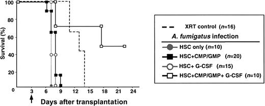 Fig. 3. G-CSF improves survival against a lethal challenge withA fumigatus. / To assess the effects of G-CSF, groups of mice that underwent transplantation with 200 HSCs only or 200 HSCs plus 1 × 104 CMP and 2 × 104 GMP were given hG-CSF (250 μg/kg) subcutaneously at daily intervals on D+1 through D+5. Without G-CSF, mice that underwent transplantation with HSCs only (gray filled circles) or with HSC+CMP/GMP (black filled squares) did not survive when challenged with A fumigatus on D+3. However, there was a marked improvement in survival in groups that underwent cotransplantation with CMP/GMP and were treated with G-CSF (black open squares), whereas G-CSF treatments in mice with HSCs only did not improve their survival rate (gray open circles;P = .013). Animals not undergoing transplantation that were not infected served as controls for the lethal irradiation dose (broken line). The arrow indicates day of challenge with A fumigatus.