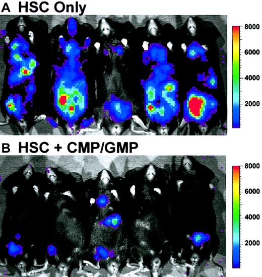 Fig. 5. Contemporaneous images representing the bioluminescence of mice 18 hours after intraperitoneal inoculation of 300 CFUs ofP aeruginosa XEN5. / This strain of Pseudomonas constitutively expresses a bacterial luciferase and the enzymes necessary for the substrate biosynthesis from the lux operon. The color scale represents bioluminescence intensity (photon counts) in the images as measured using IVIS. Mice that received grafts containing only HSCs (A) demonstrated a strong bioluminescent signal that contrasts the lack of signal in the infected mice that received a graft containing HSCs and CMP/GMP. Rapid dissemination of P aeruginosa occurred in mice that received HSC-only grafts. In contrast, cotransplantation with CMP/GMP prevented bacterial dissemination and subsequent morbidity as evidenced by the bioluminescent images (B) and CFU determination.
