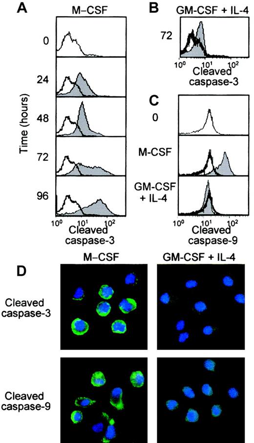 Fig. 1. Monocyte differentiation into macrophages is specifically associated with caspase activation. / Human monocytes purified from healthy donor peripheral blood were exposed to 100 ng/mL M-CSF or 100 ng/mL GM-CSF plus 10 ng/mL IL-4. (A,B) Flow cytometry assay analysis of caspase-3 active fragments at indicated times following M-CSF (A) or GM-CSF/IL-4 (B) exposure (white curves indicate untreated monocytes at time 0; gray curves, cytokine-treated cells). (C) Flow cytometry assay analysis of caspase-9 active fragments after 72 hours of exposure to indicated cytokines (white curves indicate untreated monocytes at time 0; gray curves, cytokine-treated cells). (D) Fluorescence microscopy analysis of caspase-3 and -9 active fragments and Hoechst 33342 staining of nuclear chromatin in cells exposed to indicated cytokines for 3 days. Cleaved caspase-3 and -9 were assigned the color green, and nuclei labeled with Hoechst were stained in blue. In each panel, 1 representative of at least 4 experiments is shown.