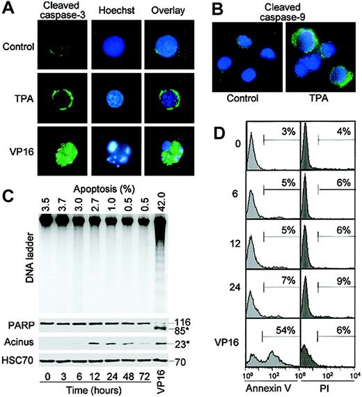 Fig. 3. TPA-induced activation of caspases is not related to apoptosis. / U937 cells were treated with 20 nM TPA for 24 hours (A,B) or for indicated times (C,D) or with 50 μM etoposide for 4.5 hours (VP16). Fluorescence microscopy analysis of caspase-3 (A) or caspase-9 (B) active fragments in U937 cells. Cleaved caspase-3 and caspase-9 were assigned the color green, and nuclei labeled with Hoechst were stained in blue. (C, upper panel) Agarose gel electrophoresis of DNA. The percentage of apoptotic cells, determined by fluorescence microscopy after Hoechst staining, is indicated above (mean of triplicates; SD less than 1%). (C, lower panels) Western blot analysis of poly(ADP-ribose)polymerase (PARP) and acinus in whole-cell extracts. HSC70 is the loading control. Numbers on the right indicate molecular weight in kilodaltons; * indicates cleavage products. (D) The percentages of cells labeled with annexin V–FITC (left panels) and propidium iodide (PI; right panels) were measured by flow cytometry. One representative of at least 3 independent experiments is shown.