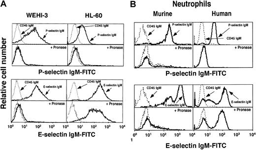 Fig. 1. P-selectin and E-selectin bind to murine WEHI-3 cells, human HL-60 cells, and murine and human neutrophils. / Cell lines (A) or neutrophils (B) were incubated with saturating concentrations of murine P-selectin or E-selectin IgM chimera or control CD45 IgM chimera. Bound chimera was detected by incubation with FITC-conjugated goat anti–human IgM, followed by flow cytometry. Some cells were pretreated with pronase. The data are representative of at least 10 experiments.