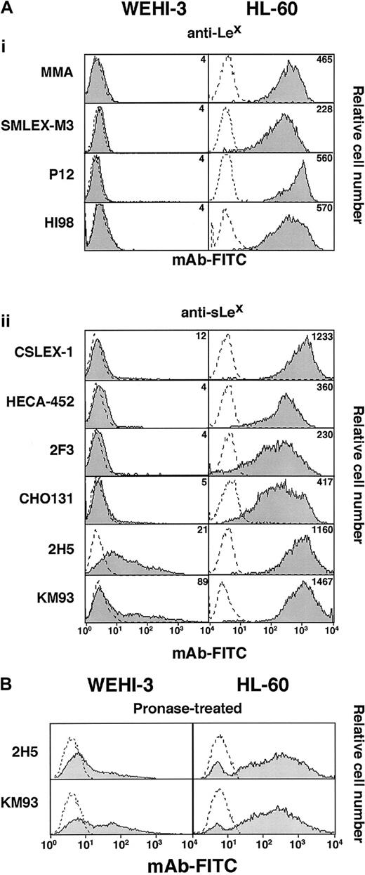 Fig. 2. mAbs to sLex or Lex bind differently to WEHI-3 and HL-60 cells. / (A) Cells were incubated with saturating concentrations of mAbs to Lex or sLex or with a nonbinding control IgM mAb. Bound antibody was detected with FITC-conjugated goat F(ab)′2 fragments to murine IgM. (B) Cells pretreated with pronase were analyzed for binding of mAbs 2H5 and KM93. The data are representative of at least 15 experiments.
