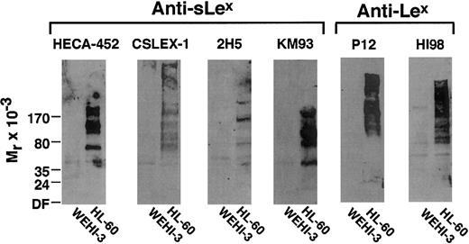 Fig. 3. mAbs to sLex or Lex bind differently to immunoblots of proteins from WEHI-3 and HL-60 cells. / Cell extracts were resolved by SDS-PAGE, transferred to membranes, and probed with the indicated mAb. Bound mAb was identified by peroxidase-conjugated goat anti–murine IgM coupled to a chemiluminescence detection procedure. The data are representative of at least 6 experiments. DF indicates dye front.