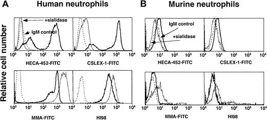 Fig. 5. mAbs to sLex and Lex bind at very low levels to murine neutrophils. / Human or murine neutrophils were untreated or pretreated with sialidase. The cells were incubated with a nonbinding control IgM or with anti-sLex mAb HECA-452 or CSLEX-1 or with anti-Lex mAb MMA or HI98. Bound mAb was detected with FITC-conjugated goat F(ab)′2 fragments to murine IgM. The data are representative of at least 3 experiments.
