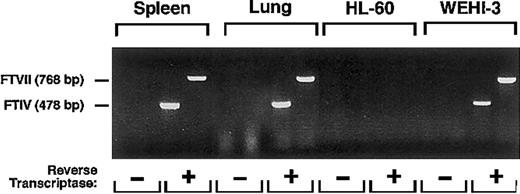 Fig. 6. RT-PCR reveals mRNA for FTVII and FTIV in WEHI-3 cells. / Total RNA from murine spleen and lung, used as positive controls, and human HL-60 cells, used as a negative control, and from WEHI-3 cells were incubated in the presence or absence of reverse transcriptase. The samples were then amplified by PCR using primers for murine FTVII or FTIV. The reaction products were resolved on an agarose gel and stained with ethidium bromide. The data are representative of 5 experiments.