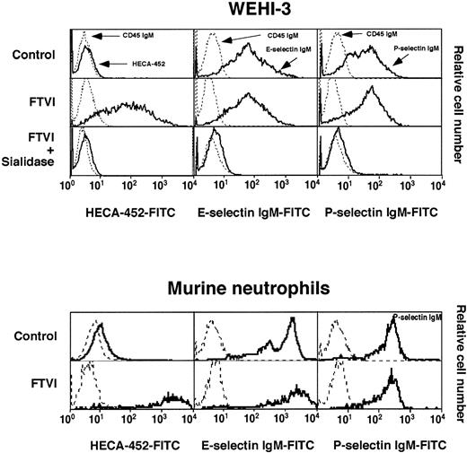 Fig. 8. Forced α1-3-fucosylation of WEHI-3 cells or murine neutrophils with FTVI and GDP-fucose creates many sLex and Lex epitopes but does not significantly increase selectin ligands. / WEHI-3 cells or murine neutrophils were incubated with or without FTVI and GDP-fucose. Some of the FTVI-treated WEHI-3 cells were subsequently treated with sialidase. The cells were analyzed for binding of control IgM or the anti-sLex mAb HECA-452 or for binding of control CD45 IgM chimera or P- or E-selectin IgM chimera. The data are representative of at least 8 experiments.