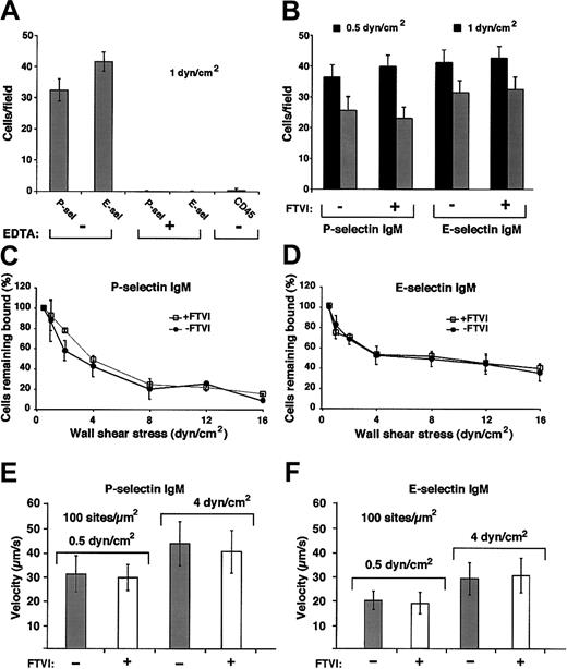 Fig. 9. Forced α1-3-fucosylation of WEHI-3 cells with FTVI and GDP-fucose does not augment cell rolling on P-selectin or E-selectin in shear flow. / (A) WEHI-3 cells were perfused over immobilized murine P-selectin IgM chimera (90 sites/μm2) or E-selectin IgM chimera (140 sites/μm2) or control CD45 IgM chimera in the presence or absence of EDTA. After 4 minutes, the accumulated number of rolling cells was quantified by counting all cells in each of 4 randomly selected × 40 fields. The data represent the means ± SDs of 4 experiments. (B) Control or FTVI-treated WEHI-3 cells were perfused over P-selectin IgM (90 sites/μm2) or E-selectin IgM (140 sites/μm2) at 0.5 or 1 dyn/cm2. After 4 minutes, the accumulated number of rolling cells was quantified. The data represent the means ± SDs of 4 experiments. (C-D) Control or FTVI-treated cells were allowed to accumulate at 0.5 dyn/cm2, and cell-free buffer was then introduced. Wall shear stress was increased every 30 seconds, and the percentage of remaining adherent cells was determined. The data represent the means ± SDs from 3 experiments. (E-F) Control or FTVI-treated cells were perfused over P- or E-selectin IgM at 0.5 or 4 dyn/cm2. The data represent the means ± SDs for rolling velocities measured for 50 cells from 3 experiments.