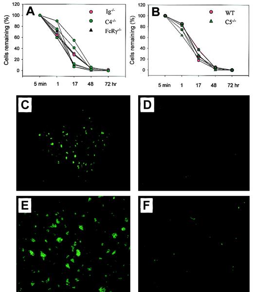 Fig. 3. The elimination of Crry/DAF/C3−/−erythrocytes by the alternative pathway of complement via complement receptor (CR)–mediated erythrophagocytosis. / (A) Crry/DAF/C3−/− erythrocytes were cleared normally in Ig−/− (red circles; n = 4), C4−/− (green circles; n = 4), and FcRγ−/− mice (black triangles; n = 3). (B) Crry/DAF/C3−/− erythrocytes had similar clearance kinetics in C5-deficient mice (green triangles; n = 4) as in wild-type mice (red circles; n = 3). (C-F) Sequestration of CFSE-labeled Crry/DAF/C3−/− erythrocytes in the spleen of wild-type recipients (panel C, × 100 ; panel E, × 200), but not that of C3−/− mice (panel D, × 100; panel F, × 200), at 24 hours after transfusion.