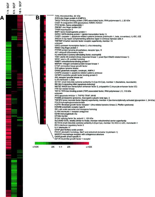 Fig. 5. Clustergram of 1153 IMAGE Consortium ESTs differentially expressed during treatment eosinophils with 100 ng/mL SCF. / Columns correspond to the time in culture and gene expression profiles are in rows. Red indicates transcriptional activation; and green, repression compared with untreated control cells cultured for the same time periods. (B) Enlargement of clusters for the most highly up-regulated genes following SCF treatment.