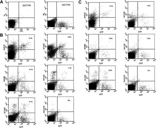 Fig. 2. Multilineage repopulation capacity of transduced and expanded SRCs in primary and secondary mice. / (A) Isotype controls. (B) FACS analysis of BM marrow cells from a primary mouse that had received a transplant 8 weeks previously of 2 × 105 transduced CB CD34+ cells expanded for 4 weeks with FL, TPO, SCF, and IL6. BM cells were analyzed as described in “Materials and methods.” Analysis of lineage markers (CD45/CD19, CD45/CD41, CD45/CD34, CD45/CD14) was performed on cells comprised within the human CD45 gate; analysis of GpA+cells was performed on total BM cells. The numbers in the top right quadrants show the percentages of GFP+ cells within the CD45+ population or within CD34+, CD19+, CD14+, CD41+, and GpA+ cells. (C) Representative FACS profiles of marrow cells from an individual NOD/SCID mouse that had received a transplant 8 weeks previously of unfractionated BM cells of a primary mouse injected with transduced and expanded CB CD34+ cells. GFP positivity and multilineage engraftment were evaluated as described for panel A.
