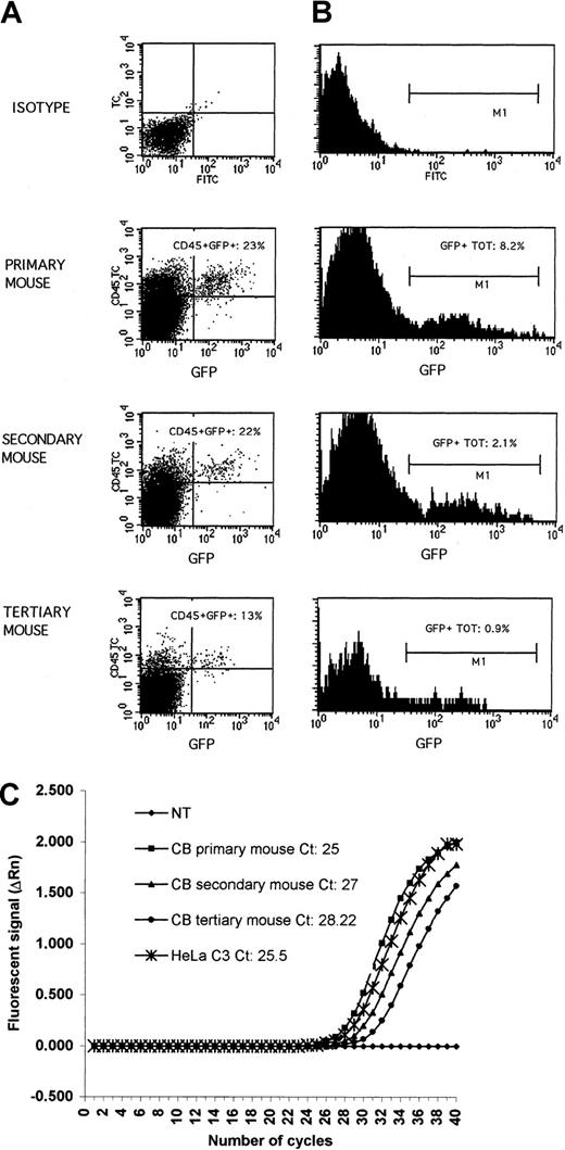 Fig. 4. Serial transplantations in NOD/SCID mice. / (Panel A) FACS profile of marrow cells from a representative NOD/SCID mouse that 8 weeks earlier had received a transplant of 2 × 105 infected CB CD34+ cells that had been expanded for 4 weeks. The BM of the primary mouse was injected into a secondary sublethally irradiated NOD/SCID mouse; the BM of this mouse was injected into a tertiary mouse. FACS analysis of human CD45 expression in the BM of primary, secondary, and tertiary mice was performed on total BM cells. The numbers in the top right quadrants show the percentages of GFP+ cells within the CD45+ population (panel B) FACS histograms representing human GFP+ cells on total BM population of the same primary, secondary, and tertiary recipients shown in panel A. (Panel C) GFP transgene amplification curves, obtained by real-time quantitative PCR analysis, of 100 ng DNA from the same primary, secondary, and tertiary mice shown in panels A and B (shown in Table 3 as mice A5, A5.1, and A5.1.1). A standard curve was obtained by using increasing amounts of vector plasmid as follows: 0.0086 ng (Ct: 26.1), 0.086 ng (Ct: 22.9), 0.86 ng (Ct: 19.5), 8.6 ng (Ct: 16.4), and 86 ng (Ct: 14.2). To calculate the vector copy number per genome (human plus murine) we used HeLa cell clone (C3) containing one copy of GFP vector, as previously assessed by Southern blot analyses. The amplification curve obtained with a 10-fold dilution of C3 DNA, corresponding to 0.1 copy of vector per genome, is shown (Ct: 25.5). The analyses indicate that the BM of primary (Ct: 25), secondary (Ct: 27), and tertiary (Ct: 28.22) mice contained 0.10 (corresponding to 10% of the total cells containing one copy number of the transgene, in agreement with the FACS analysis shown in panel A), 0.02 (corresponding to 2% of the total cells containing one copy number of the transgene, in agreement with the FACS analysis shown in panel A), and 0.008 (corresponding to 0.8% of the total cells containing one copy number of the transgene, in agreement with the FACS analysis shown in panel A) copies of vector per genome (human plus murine), respectively. The corresponding Southern blot analysis for human engraftment is shown in Figure 5 (sample A). One of 2 analyses giving similar results is shown. NT indicates untreated mouse; Ct, the cycle number at which the fluorescence signal was more than 10 SD of the mean background noise collected from the 3rd to the 15th cycle.