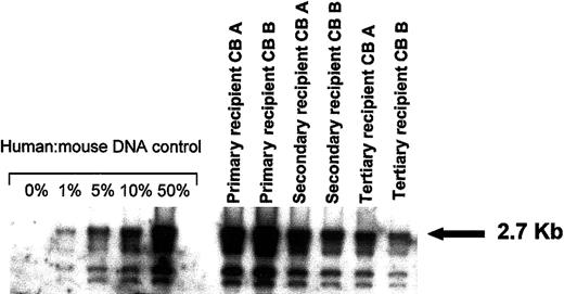Fig. 5. Representative Southern blot analysis of 2 NOD/SCID mice that had received transplants of 2 × 105 infected CB CD34+ cells that had been expanded for 4 weeks. / The BM from 2 primary mice (A and B) was injected into 2 different secondary sublethally irradiated NOD/SCID mice (A and B); the BM cells of those mice were injected into 2 different tertiary recipients (A and B). DNA was extracted from the murine BM at week 8 after transplantation and hybridized with a human chromosome 17–specific α-satellite probe. Human-mouse controls are given as percentage of human DNA.