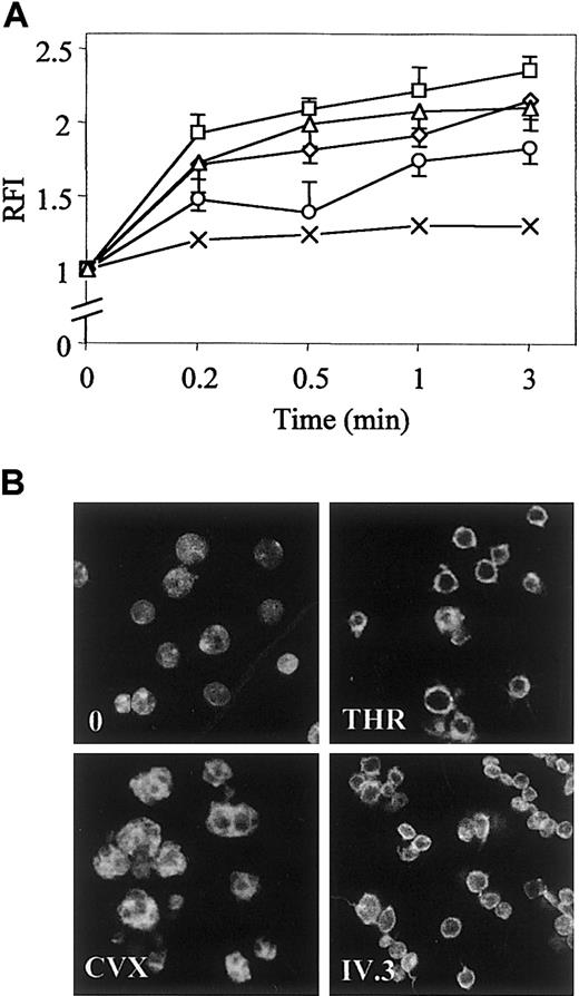 Fig. 1. Time course of actin polymerization and spatial reorganization in stimulated platelets. / (A) After stimulation with 0.5 UI/mL THR (⋄), 10 μM TRAP (■), 250 pmol/L CVX (○), 2 μg/mL monoclonal IV.3 antibody followed by clustering of FcγRIIA with 30 μg/mL antimouse IgG F(ab′)2 for an additional 1 minute (▵) or control immunoglobulin (×), platelets were fixed in 1.8% paraformaldehyde, labeled with 10 μM FITC-phalloidin in 0.02% Triton X-100 buffer, and analyzed by flow cytometry. Results are expressed as ratios of mean fluorescence intensity (RFI) of stimulated to resting platelets and reported as means (± SD) of RFI from at least 6 experiments. (B) Platelets stimulated for 1 minute were also analyzed by confocal fluorescence microscopy (× 100). Results are representative of 3 separate experiments.