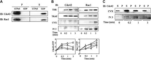 Fig. 2. Activation of Cdc42 and Rac1 in platelets. / (A) Specific interaction of Cdc42-GTP or Rac1-GTP with PBD. Platelet lysates were incubated with 100 μM GTPγS or GDP and clarified before precipitation on PBD-GST beads. Supernatants (S) were separated from bead pellets (P) by centrifugation and analyzed by SDS-PAGE and specific immunoblotting (IB). (B) Time course of Cdc42 or Rac1 activation in stimulated platelets. After stimulation with 0.5 UI/mL THR (⋄), 10 μM TRAP (■), 250 pmol/L CVX (○), or 2 μg/mL monoclonal IV.3 antibody followed by 30 μg/mL antimouse IgG F(ab′)2 (▵), platelets were lysed in 1% NP-40 buffer. Pull-down of GTP-bound Cdc42 or Rac1 on PBD-GST beads was performed. (Upper panel) Representative anti-Cdc42 or anti-Rac1 immunoblots. (Lower panel) Quantification of Cdc42-GTP or Rac1-GTP expressed as mean ± SD of 3 separated experiments. (C) Expression of Cdc42 in cytoskeleton pellets (P) and NP-40–soluble supernatants (S) of CVX- or IV.3-stimulated platelets. NP-40–insoluble and –soluble fractions were separated by centrifugation (10 000g for 20 minutes at 4°C), and samples corresponding to 15 × 106 platelets were analyzed for Cdc42 expression by immunoblotting. Results are representative of 3 separate experiments.