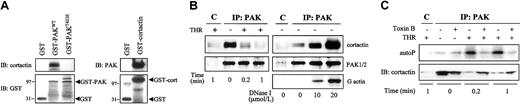 Fig. 5. Constitutive association of cortactin with PAK in resting platelets. / (A) In vitro association of PAK and cortactin. Pull-down experiments were performed from resting platelets on GST-fused proteins bound to Sepharose beads. The left immunoblots (IB) show the pull-down of cortactin on GST-PAKWT (full length) or GST-PAKT423E (active mutant). The right blots show the pull-down of PAK on GST-cortactin. Anti-GST immunoblots are shown as controls. (B) In vivo association of cortactin with PAK. (Left) Coprecipitation of cortactin with PAK in resting platelets and dissociation of cortactin after thrombin stimulation. PAK was immunoprecipitated from the detergent-soluble fraction of platelets stimulated with thrombin for 0, 0.2, or 1 minute at 37°C. Associated cortactin was revealed by immunoblotting. (Right) Effect of DNase I on the association of cortactin with PAK in resting platelets. Unstimulated platelet lysates were treated for 45 minutes at 37°C with 0 to 20 μM DNase I, and PAK was immunoprecipitated (IP). Cortactin and actin were revealed by specific immunoblot. Anti-PAK1/2 immunoblot is shown as a control of the amount of immunoprecipitated PAK. (C) Effect of toxin B (1 μg/mL for 2 hours at 37°C) on the association of cortactin with PAK. PAK activity was evaluated as an in vitro autophosphorylation assay, and associated cortactin was revealed by specific immunoblotting. Controls with irrelevant rabbit immunoglobulins are shown in lane C. Results are representative of 2 or 3 separate experiments.