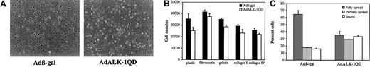Fig. 5. ALK-1QD inhibits HMVEC-d readhesion and spreading. / HMVEC-d's were infected (MOI = 10) with AdALK-1QD or Adβ-gal. At 15 hours after infection, cells were trypsinized and reseeded onto uncoated or coated (fibronectin, gelatin, collagen I, and collagen IV) plastic multiwell dishes. (A) Adherent cells were photographed 3 hours after reseeding under a phase contrast microscope (original magnification, × 100). (B) The number of adherent cells was determined with a particle counter 30 minutes after reseeding. (C) The number of fully spread versus partially spread and round cells were determined 30 minutes after reseeding on fibronectin.