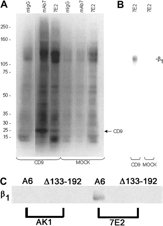 Fig. 5. CD9 coimmunoprecipitates with integrin subunit β1 from CHO A6 but not CHO Δ133-192 cell lysates. / Biotinylated surface proteins from CHO cell lysates were immunoprecipitated with anti-CD9 mAb7 or RAP2, anti-β1 7E2, nonspecific binding mouse IgG, or anti-GPIb AK1, and the immune complexes captured by Protein A/Protein G agarose. (A) Western blots of the immunoprecipitates (IPTs) were probed with NeutrAvidin and developed using SuperSignal. A protein with the apparent molecular weight of CD9 was identified in the mAb7 and 7E2 IPTs from CHO CD9 (A6) cell lysates. (B) mAb7 IPTs from MOCK and CHO A6 cells were dissociated, reimmunoprecipitated using 7E2, and reprobed. A protein corresponding to the apparent molecular weight of β1 was identified from the CD9 mAb7 IPTs but not from the MOCK mAb7 IPTs. (C) RAP2 IPTs from CHO A6 and CHO Δ133-192 cells were dissociated, reimmunoprecipitated using 7E2, and reprobed. A protein corresponding to the apparent molecular weight of β1 was identified from the CHO A6 7E2 IPTs of RAP2 eluate but not from the CHO Δ133-192 7E2 IPTs or the AK1 IPTs from CHO A6 or Δ133-192 cells.
