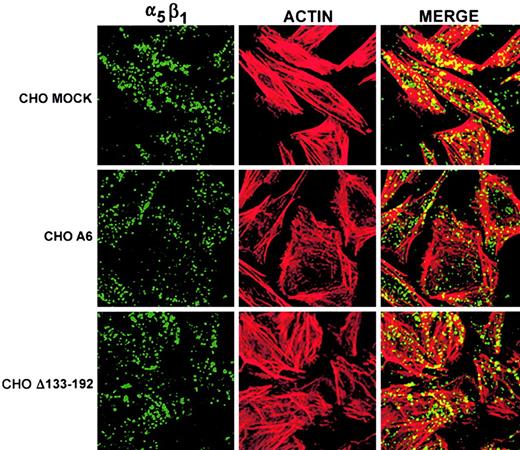 Fig. 7. Truncation of CD9 EC2 reverses CD9-induced reduction of integrin α5β1 and cytoskeletal F-actin colocalization in fibronectin-adherent CHO cells. / CHO MOCK, A6, and Δ133-192 cells were grown on FN for 3 hours, followed by integrin α5β1 and cytoskeleton F-actin labeling as described in “Materials and methods.” Images of the basal surface of the cells by laser scanning confocal microscopy revealed that PB1-labeled α5β1 (green) and phalloidin-TRITC–labeled F-actin (red) were found in each cell type. Colocalization of α5β1 and F-actin (yellow) was reduced in CHO A6 cells compared to CHO MOCK and CHO Δ133-192 cells, suggesting that CD9 EC2 influences α5β1–F-actin colocalization. As described earlier,23 it is evident that CD9 CHO and CHO Δ133-192 cells have a polygonal spread morphology, whereas mock or naive CHO cells exhibit a bipolar fibroblast morphology. Original magnification × 60.
