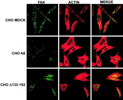 Fig. 8. Truncation of CD9 EC2 reverses CD9 influence on spatial distribution of FAK as well as reduction of FAK and cytoskeletal F-actin colocalization in FN-adherent CHO cells. / CHO MOCK, A6, and Δ133-192 cells were grown on FN for 3 hours, followed by FAK and cytoskeleton F-actin labeling as described in “Materials and methods.” Images of the basal surface of the adherent cells using laser scanning confocal microscopy revealed that the spatial distribution of FAK (green) in CD9 expressing CHO A6 cells appeared to be altered compared with that of CHO MOCK and CHO Δ133-192 cells, while the spatial distribution of F-actin (red) appeared to be equivalent in each cell type. CHO A6 cells also had less FAK and F-actin colocalization (yellow). The reversal of FAK distribution and F-actin colocalization in CHO Δ133-192 cells indicates that CD9 EC2 influences these phenomena. Original magnification × 40.