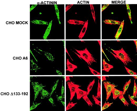 Fig. 9. Truncation of CD9 EC2 reverses CD9 influence on level of α-actinin expression and cytoskeletal F-actin colocalization in FN-adherent CHO cells. / CHO MOCK, A6, and Δ133-228 cells were grown on FN for 3 hours, followed by α-actinin and cytoskeleton F-actin labeling as described in “Materials and methods.” Images of the basal surface of the adherent cells using laser scanning confocal microscopy revealed less labeled α-actinin (green) in CHO A6 cells than in MOCK or Δ133-192 cells. However, the level of labeled F-actin (red) was equivalent among the cell types. The amount of α-actinin colocalized with F-actin was reduced in CD9 expressing CHO A6 cells compared with CHO MOCK cells. CHO Δ133-192 cells had equivalent α-actinin staining and colocalization with F-actin as seen in CHO MOCK cells. Original magnification × 40.