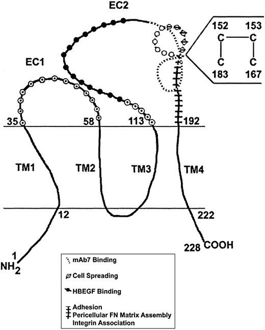 Fig. 10. Schematic model of CD9 and proposed functional domains. / Amino acid sequence determination and antibody-binding studies suggest that CD9 consists of 2 EC loops, EC1 and EC2, and 4 TM domains (TM1-TM4), with the N and C termini located intracellularly.1 EC2 aa119-138 has been identified as the binding site for HB-EGF39; aa168-185 as a key region for CD9-FN binding; aa144-185 competes for mAb7 binding to intact CD9; aa169-180 has been identified to play a role in regulating cell motility25; and aa 173-192 affects CHO cell adhesion and pericellular FN matrix assembly and encompasses a corresponding region on CD151 that has been reported to facilitate TM4SF-integrin association (aa182-217).42 Preliminary data suggest that EC135–58 in conjunction with EC2113–133modulates cell spreading. EC1 appears critical for CD9 effects on cell proliferation and cell survival (Bao et al, manuscript submitted).