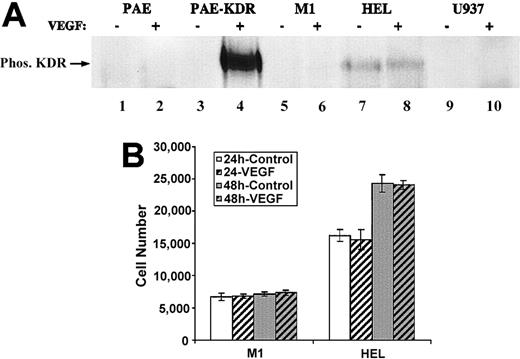Fig. 2. The leukemic cell lines M1 and HEL do not respond to exogenous VEGF. / (A) KDR phosphorylation. PAE, PAE-KDR, M1, HEL, and U937 were incubated in the presence (+) or absence (−) of VEGF165 (20 ng/mL) for 30 minutes on ice and then shifted to 37°C for 7 minutes, as described in “Materials and methods.” Cells were lysed and proteins were absorbed on ConA Sepharose and resolved by a 6% SDS-PAGE. Proteins were blotted onto polyvinylidenefluoride (PVDF) membrane, which was subsequently probed with antiphosphotyrosine antibodies. Phosphorylated KDR (Phos KDR) was detected as a band with a molecular weight of approximately 220 kd. (B) Cell proliferation. M1 and HEL cells were incubated in the presence (VEGF) or the absence (control) of VEGF (10 ng/mL) in serum-free medium, as described in “Materials and methods.” Cell numbers were obtained after 24 and 48 hours. Cell numbers represent the average of 3 individual wells.