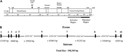 Fig. 2. Functional regions and genomic structure of Pax5. / (A) Locations of the paired domain (a 128 amino acid DNA-binding domain), an octapeptide homology region of unknown function, a partial homeodomain region, and a transactivating domain are indicated. The transactivating domain of Pax5 consists of an activator domain that is negatively regulated by a repressor domain. An alternative start site for Pax5 is indicated by the arrow. (B) An exon/intron map for the human Pax5 gene, which is located in chromosomal region 9p13. Exon sizes vary from 45 to 198 base pairs. The diagram is based on data from Celera Discovery System and Celera Genomics' associated databases and from accession no. AP002388, clone RP-11 675M6, sequenced by RIKEN Genomic Sciences Center.